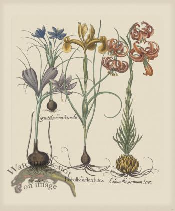 Besler 191 Colored  B2